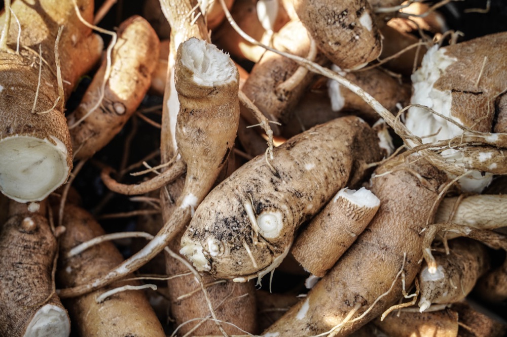 Freshly dug moringa roots, cut and cleaned