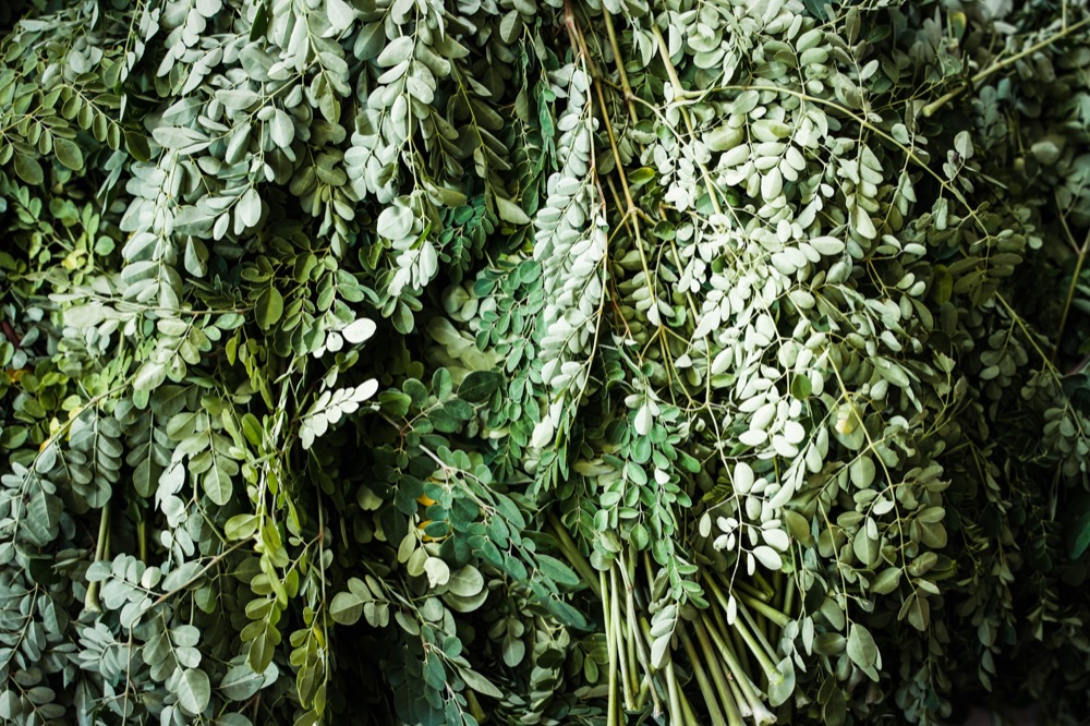 Moringa branches, bundled fresh from the harvest