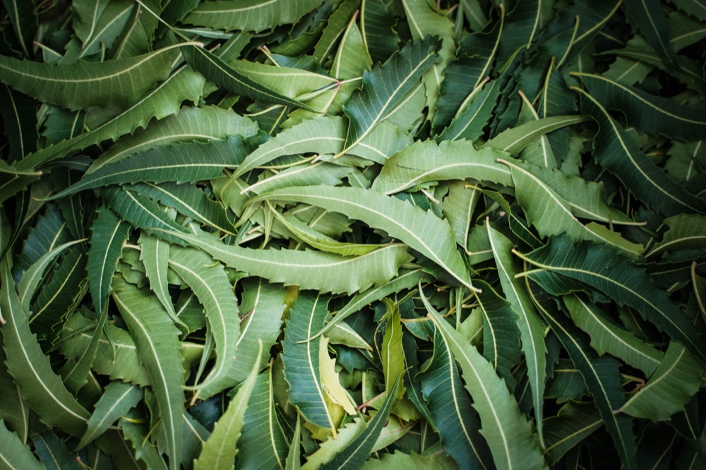 A fresh pile of neem leaves