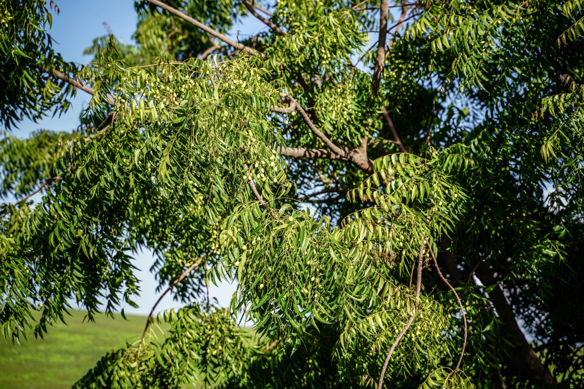 A neem tree in full leaf and fruit