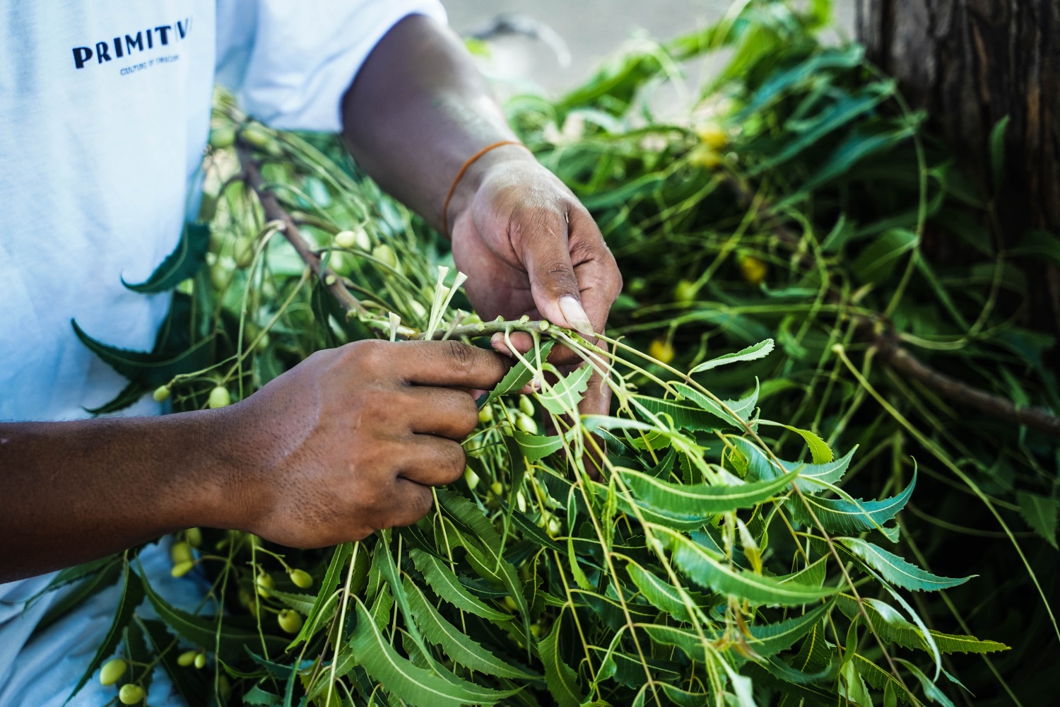 Harvesting neem by hand