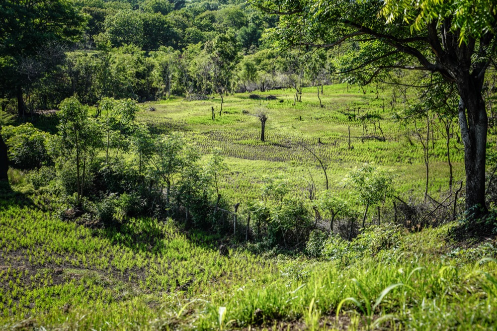 Young plantings across the valley — grown wild, never industrial