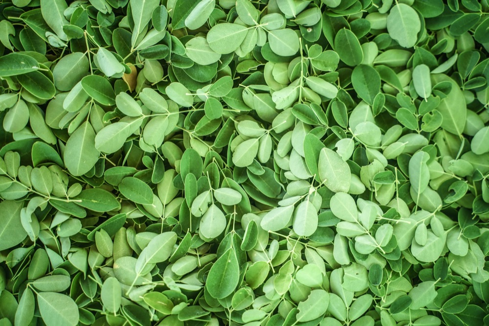 Moringa leaves, stripped and ready for drying