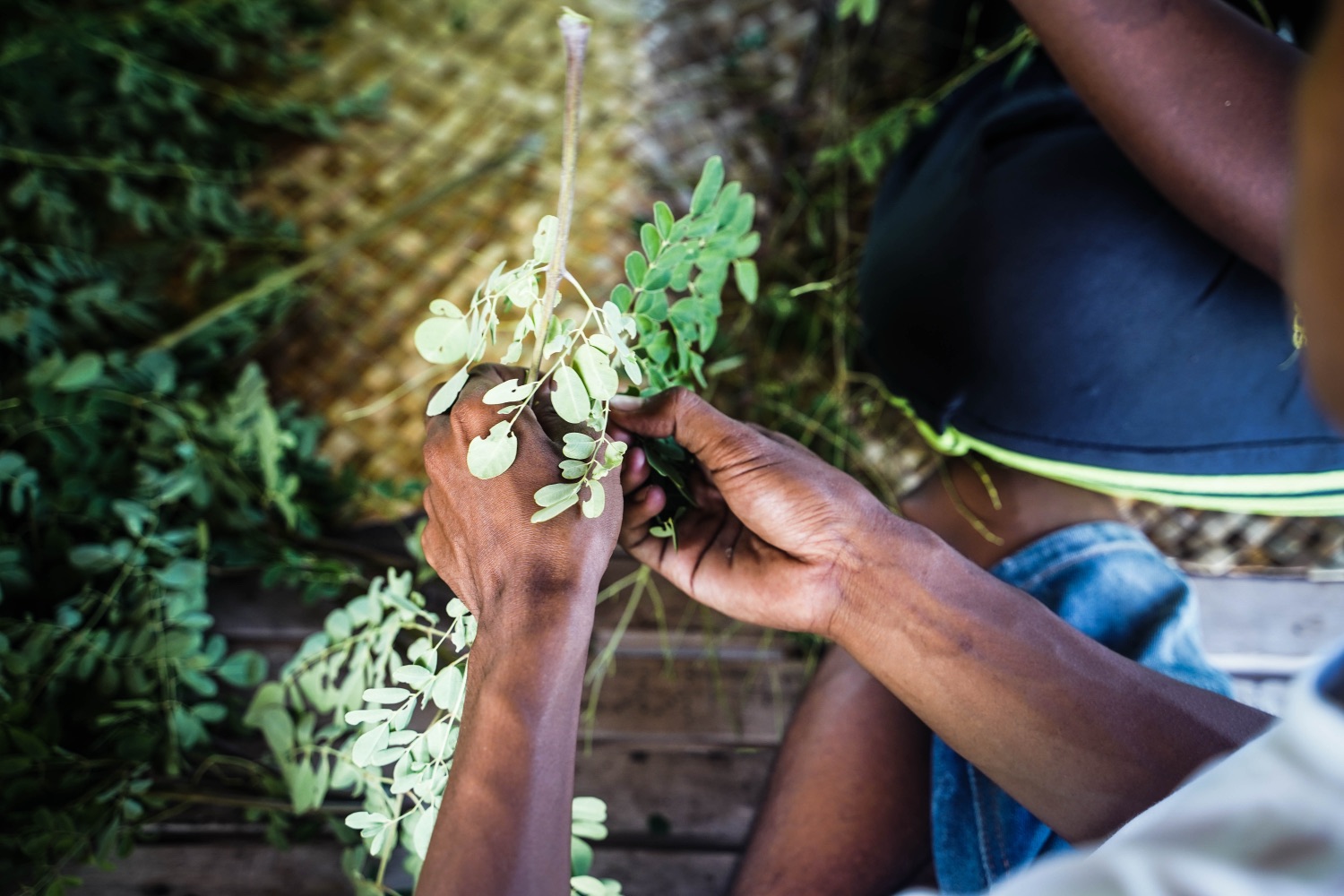 Stripping the leaves, branch by branch