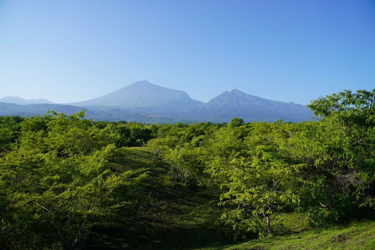 The plantation, with Rinjani on the horizon
